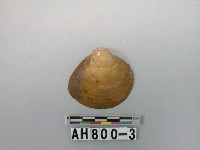 藏品(貝類)的圖片